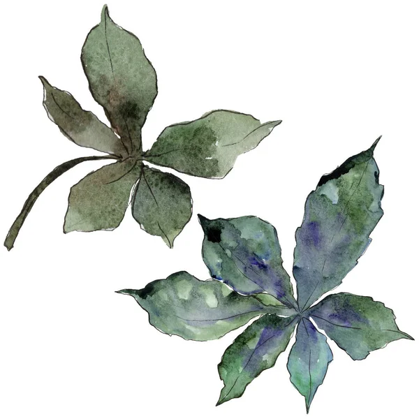 Feuilles de châtaignier dans un style aquarelle isolé . — Photo