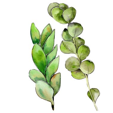 Yeşil Şimşir yaprak. Yaprak bitki botanik bahçe çiçek yaprakları.