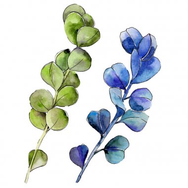 Yeşil Şimşir yaprak. Yaprak bitki botanik bahçe çiçek yaprakları.