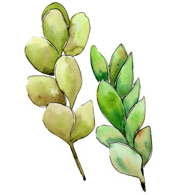 Yeşil Şimşir yaprak. Yaprak bitki botanik bahçe çiçek yaprakları.