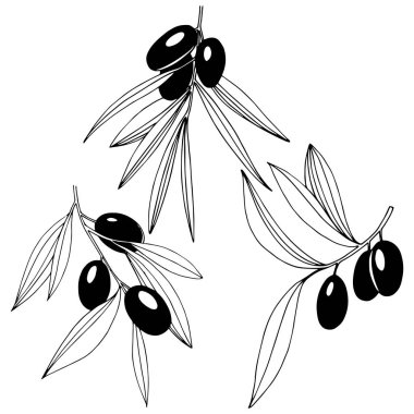 Zeytin ağacı izole bir vektör tarzı.