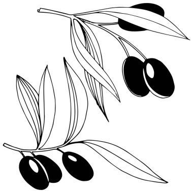 Zeytin ağacı izole bir vektör tarzı.