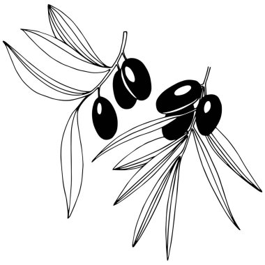 Zeytin ağacı izole bir vektör tarzı.