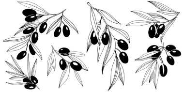 Zeytin ağacı izole bir vektör tarzı.