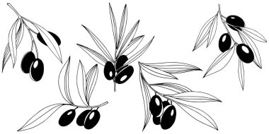 Zeytin ağacı izole bir vektör tarzı.