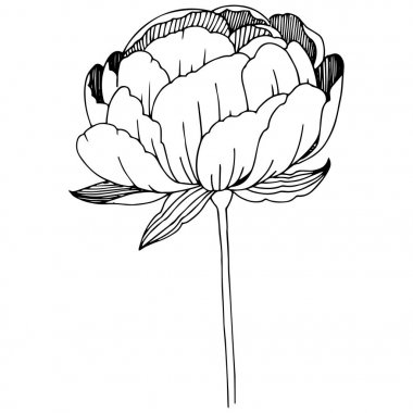 Kır çiçeği peonies çiçek izole bir vektör tarzı.