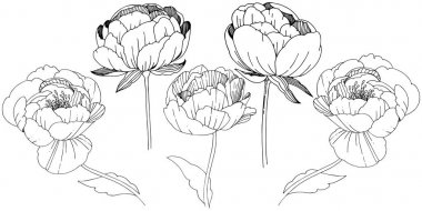 Kır çiçeği peonies çiçek izole bir vektör tarzı.