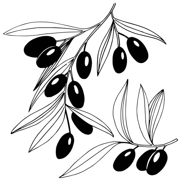 分离的矢量样式中的橄榄树. — 图库矢量图片