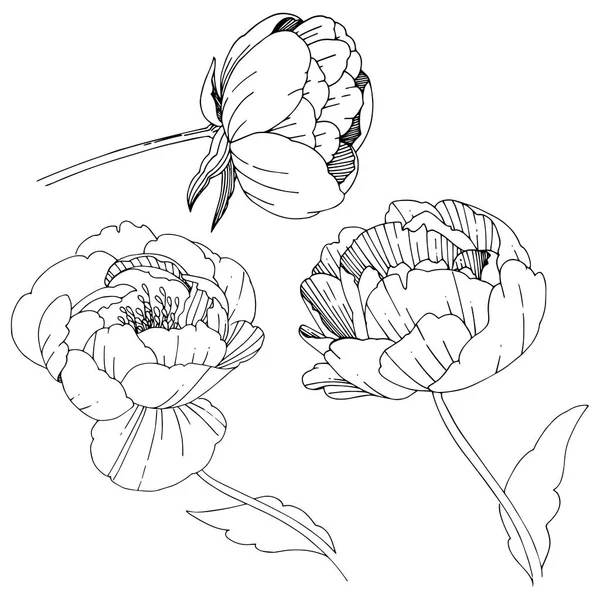 Les pivoines de fleurs sauvages fleurissent dans un style vectoriel isolé . — Image vectorielle