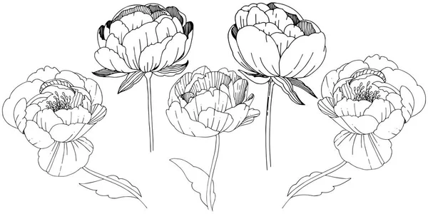 Les pivoines de fleurs sauvages fleurissent dans un style vectoriel isolé . — Image vectorielle