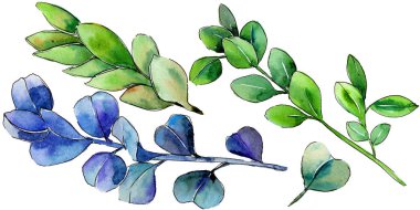 Yeşil Şimşir yaprak. Yaprak bitki botanik bahçe çiçek yaprakları.