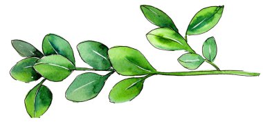 Yeşil Şimşir yaprak. Yaprak bitki botanik bahçe çiçek yaprakları.