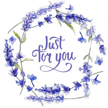 Mor lavanta. Botanik çiçek. İzole vahşi bahar yaprak kır çiçeği.