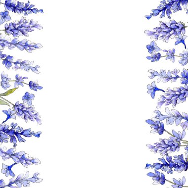 Mor lavanta. Botanik çiçek. İzole vahşi bahar yaprak kır çiçeği.