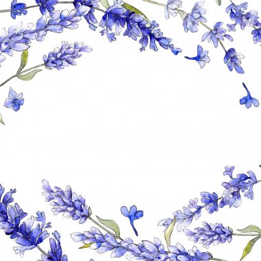 Mor lavanta. Botanik çiçek. İzole vahşi bahar yaprak kır çiçeği.