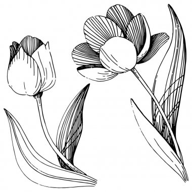 Kır çiçeği Lale çiçek izole bir vektör tarzı.