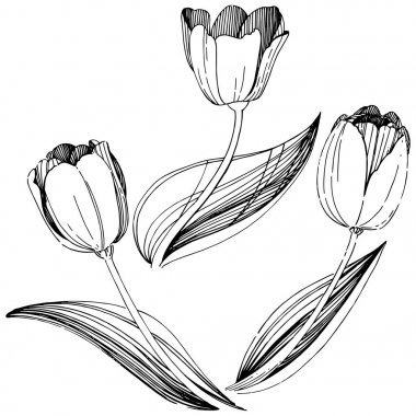 Kır çiçeği Lale çiçek izole bir vektör tarzı.