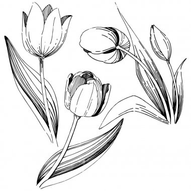 Kır çiçeği Lale çiçek izole bir vektör tarzı.