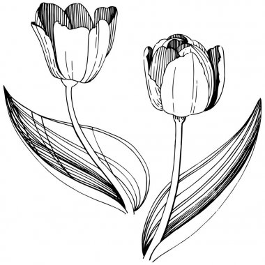 Kır çiçeği Lale çiçek izole bir vektör tarzı.