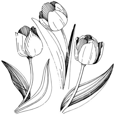 Kır çiçeği Lale çiçek izole bir vektör tarzı.