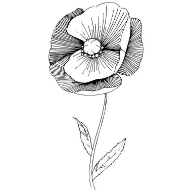 Kır çiçeği haşhaş çiçek izole bir vektör tarzı.