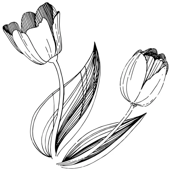 Flor de tulipán silvestre en un estilo vectorial aislado . — Vector de stock