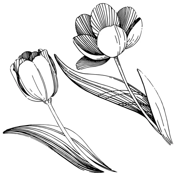 Wildflower tulip bloem in een vector stijl geïsoleerd. — Stockvector