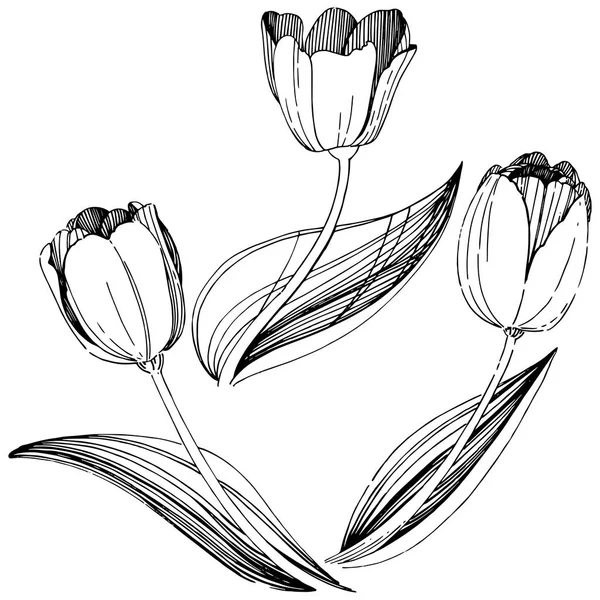 Wildflower tulip bloem in een vector stijl geïsoleerd. — Stockvector