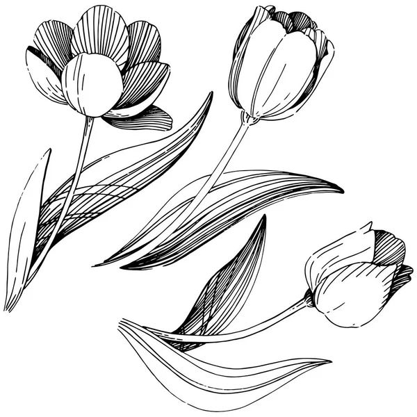 Fiore di tulipano selvatico in uno stile vettoriale isolato . — Vettoriale Stock