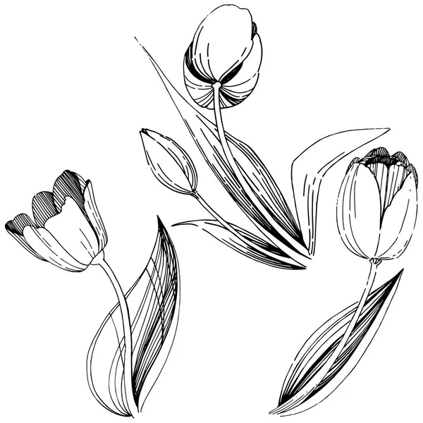 Tulipán květ ve stylu vektor izolované wildflower. — Stockový vektor
