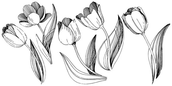 Flor de tulipán silvestre en un estilo vectorial aislado . — Vector de stock