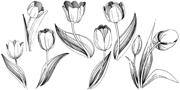 Wildblume Tulpenblume im Vektorstil isoliert. — Stockvektor