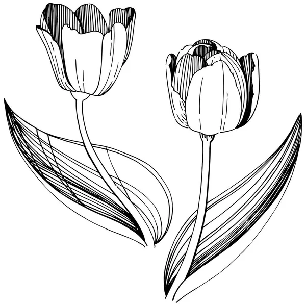 Fleur de tulipe de fleurs sauvages dans un style vectoriel isolé . — Image vectorielle