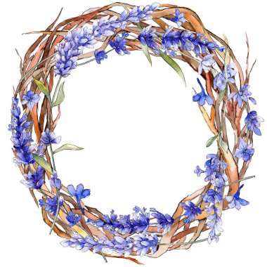 Mor lavanta. Botanik çiçek. İzole vahşi bahar yaprak kır çiçeği.