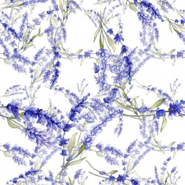 Mor lavanta. Botanik çiçek. İzole vahşi bahar yaprak kır çiçeği.