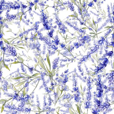 Mor lavanta. Botanik çiçek. İzole vahşi bahar yaprak kır çiçeği.