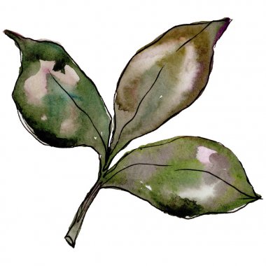 Kır çiçeği yonca çiçek izole bir suluboya tarzında.