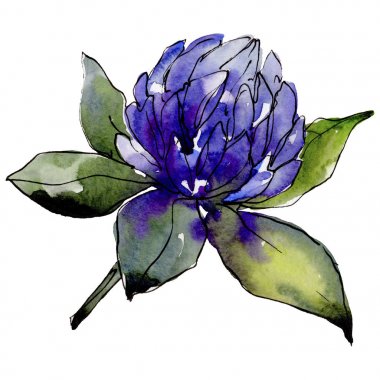 Kır çiçeği yonca çiçek izole bir suluboya tarzında.