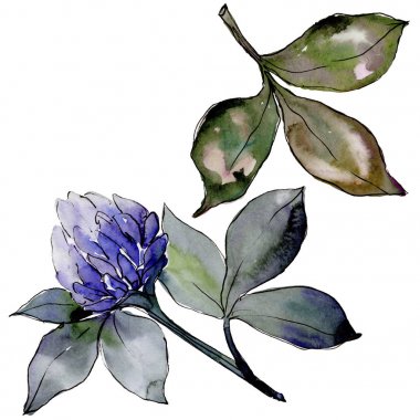 Kır çiçeği yonca çiçek izole bir suluboya tarzında.