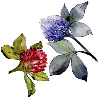 Kır çiçeği yonca çiçek izole bir suluboya tarzında.