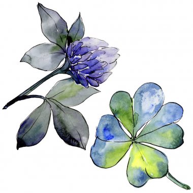 Kır çiçeği yonca çiçek izole bir suluboya tarzında.