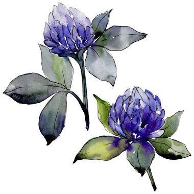 Kır çiçeği yonca çiçek izole bir suluboya tarzında.