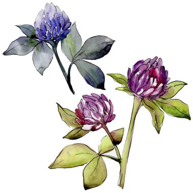 Kır çiçeği yonca çiçek izole bir suluboya tarzında.