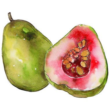 Egzotik guava yabani meyve izole bir suluboya tarzında.
