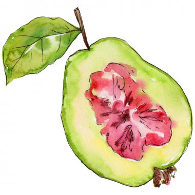 Egzotik guava yabani meyve izole bir suluboya tarzında.