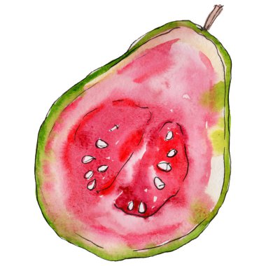 Egzotik guava yabani meyve izole bir suluboya tarzında.