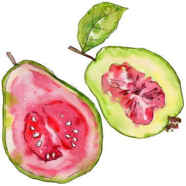 Egzotik guava yabani meyve izole bir suluboya tarzında.