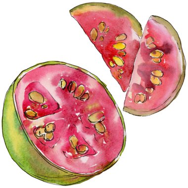 Egzotik guava yabani meyve izole bir suluboya tarzında.