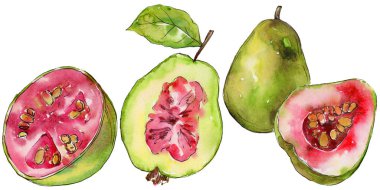 Egzotik guava yabani meyve izole bir suluboya tarzında.