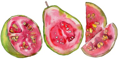 Egzotik guava yabani meyve izole bir suluboya tarzında.